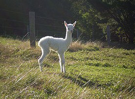 Jaspers Brush B And B - Accommodation Nelson Bay 0