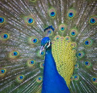 Willunga Peacock Farm Bed and Breakfast - Accommodation Nelson Bay