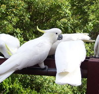 Lorikeet Lane BB - Accommodation Nelson Bay