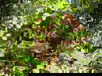 Rivers Edge Rainforest Retreat - Accommodation Nelson Bay 0