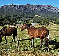 Hurlfield Farm Cottage - Accommodation Nelson Bay