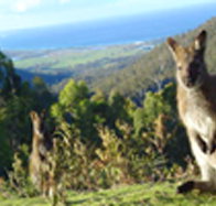 Rainbow Retreat Wilderness Eco Cabins - Accommodation Nelson Bay