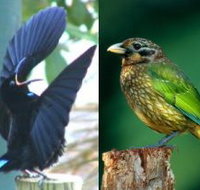 Chambers Wildlife Rainforest Lodges - Accommodation Nelson Bay
