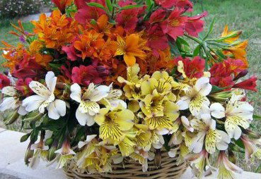 Huon Valley Bed And Breakfast - Accommodation Nelson Bay 3