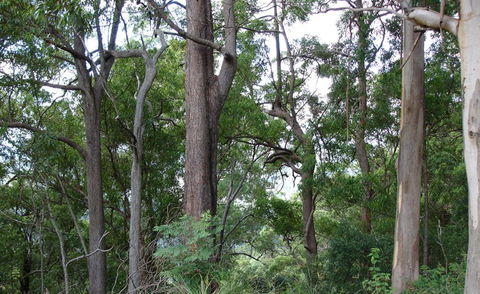 Bamboo Retreat - Accommodation Nelson Bay 1