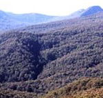 Callicoma Hill Eco-Cabins - Accommodation Nelson Bay