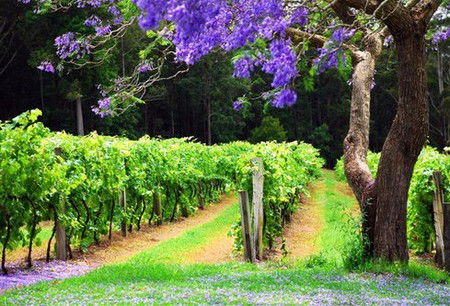 Bago Vineyards - Accommodation Nelson Bay 0
