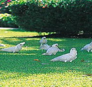 Aurora Kakadu - Accommodation Nelson Bay