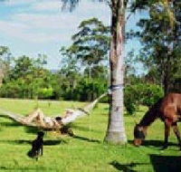 Neds Bed Horse O Tel - Accommodation Nelson Bay