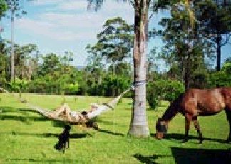 Neds Bed Horse O Tel - Accommodation Nelson Bay 0