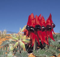 Andamooka Motel - Accommodation Nelson Bay