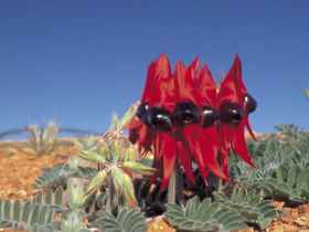 Andamooka Motel - Accommodation Nelson Bay 0