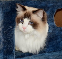 Crufts K9 Lodge amp Cat Hotel - Accommodation Nelson Bay