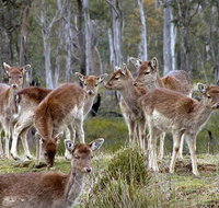 Lake Leake Chalet - Accommodation Nelson Bay