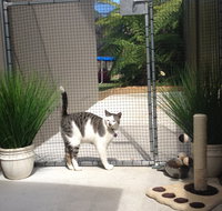 Caringbah Cat Hotel - Nelson Bay Accommodation.com