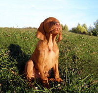 Wingham Pet Motel - Accommodation Nelson Bay