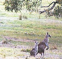 Kangaroo Ridge Retreat - Accommodation Nelson Bay