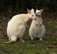 Captain Cook Holiday Park - Accommodation Nelson Bay