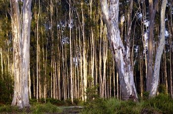 Lake Weyba Cottages Noosa - Accommodation Nelson Bay 30