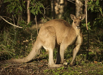 Lake Weyba Cottages Noosa - Accommodation Nelson Bay 31