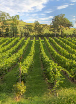 Balgownie Estate Vineyard & Spa - Accommodation Nelson Bay 4