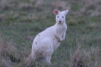 Emirates One&Only Wolgan Valley Australia - Accommodation Nelson Bay 29