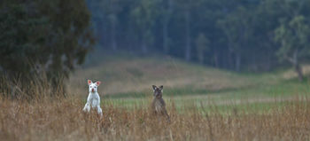 Emirates One&Only Wolgan Valley Australia - Accommodation Nelson Bay 31