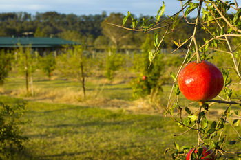 Talga Estate - Accommodation Nelson Bay 25