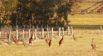 Talga Estate - Accommodation Nelson Bay 44