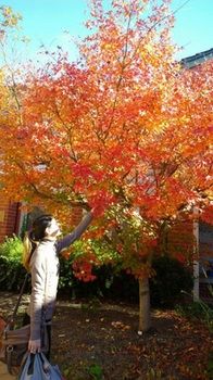 Australian Home Away @ Box Hill 21 - Accommodation Nelson Bay 15