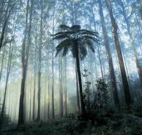 Tower Motel Marysville - Accommodation Nelson Bay