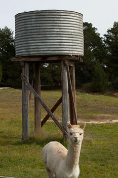 Seclusions Blue Mountains - Nelsons Bay Accommodation 6