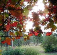 Elfin Hill Country Accommodation - Accommodation Nelson Bay