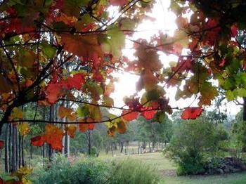 Elfin Hill Country Accommodation - Accommodation Nelson Bay 0