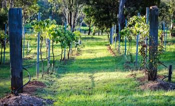 Elfin Hill Country Accommodation - Accommodation Nelson Bay 14