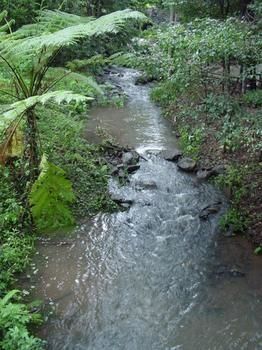 Treetops Accommodation Montville - Accommodation Nelson Bay 4