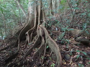 Treetops Accommodation Montville - Accommodation Nelson Bay 20