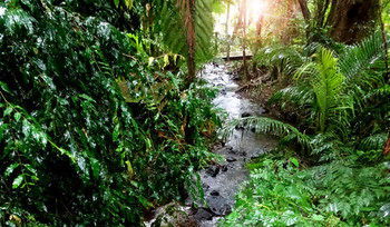 Treetops Accommodation Montville - Accommodation Nelson Bay 48