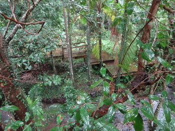 Treetops Accommodation Montville - Accommodation Nelson Bay 80