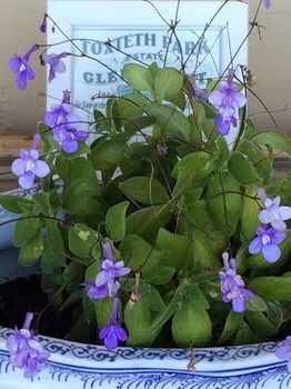 Verona Guest House - Accommodation Nelson Bay 15