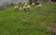 Yering Farm Wines - thumb 9