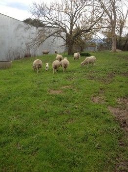 Yering Farm Wines - Accommodation Nelson Bay 9