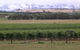 Yering Farm Wines - thumb 16
