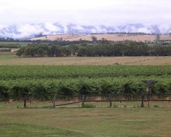 Yering Farm Wines - Accommodation Nelson Bay 16
