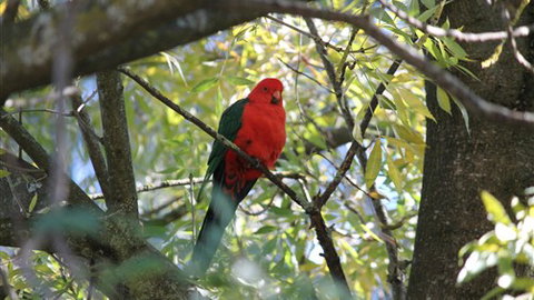 Gentle Annie Caravan And Camping Reserve - Accommodation Nelson Bay 2