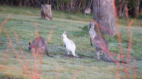 Yering Gorge Cottages - Accommodation Nelson Bay 4
