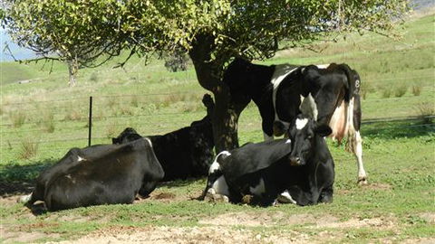 Willy's Holiday House - Accommodation Nelson Bay 0