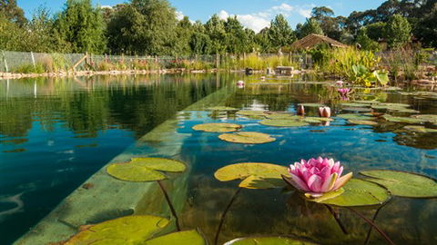Planetrees Estate  - Accommodation Nelson Bay 0