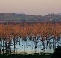 Salisbury - Accommodation Nelson Bay