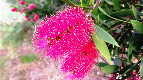 Sweetwater Stays Rural Retreat - Nelsons Bay Accommodation 4